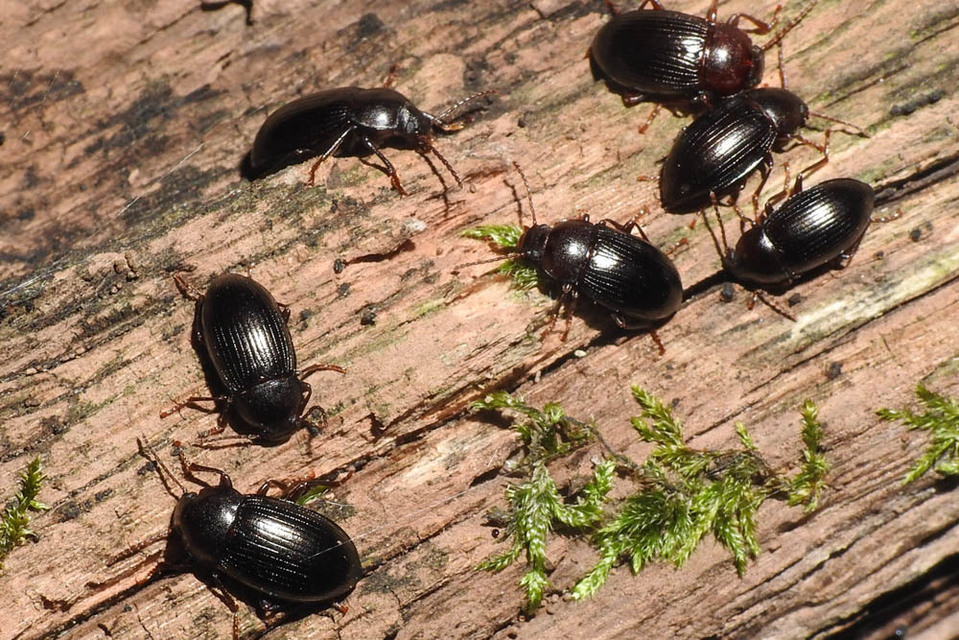 Nalassus dermestoides - rövidszárnyú gyászbogár