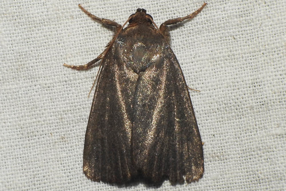 Amphipyra livida - zsírfényű bagoly