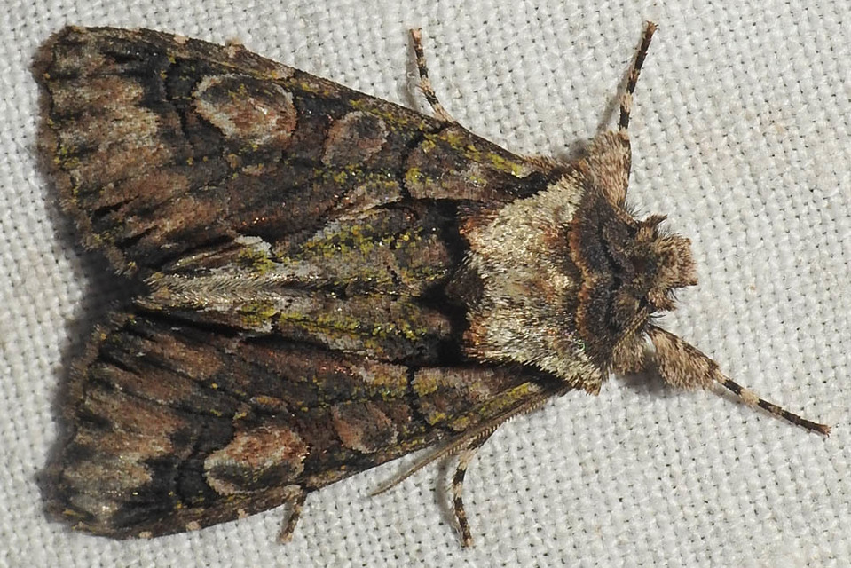 Allophyes oxyacanthae - galagonyabagoly
