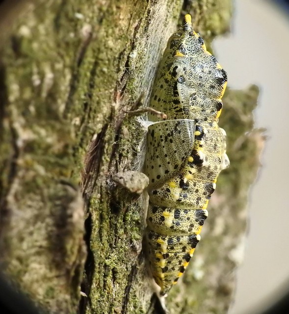 Pieris brassicae - káposztalepke