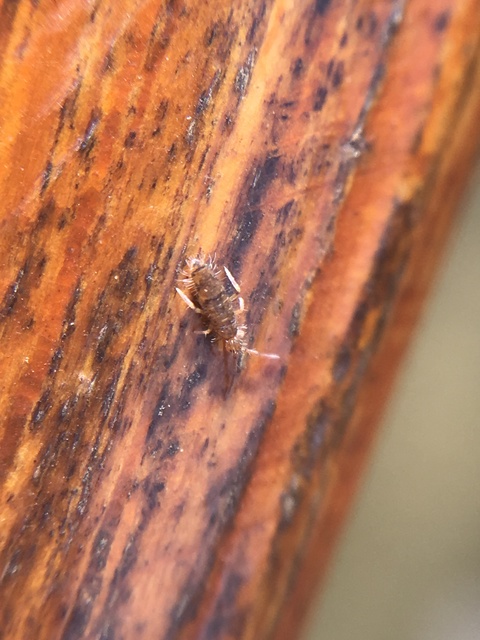 Collembola - Ugróvillások