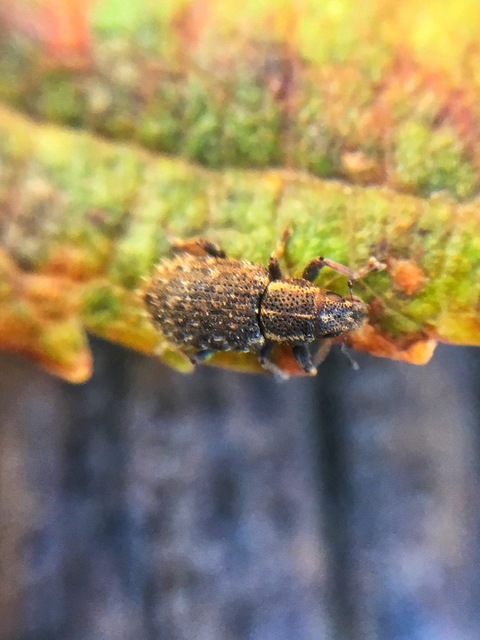 Sitona hispidulus - szőrös csipkézőbogár