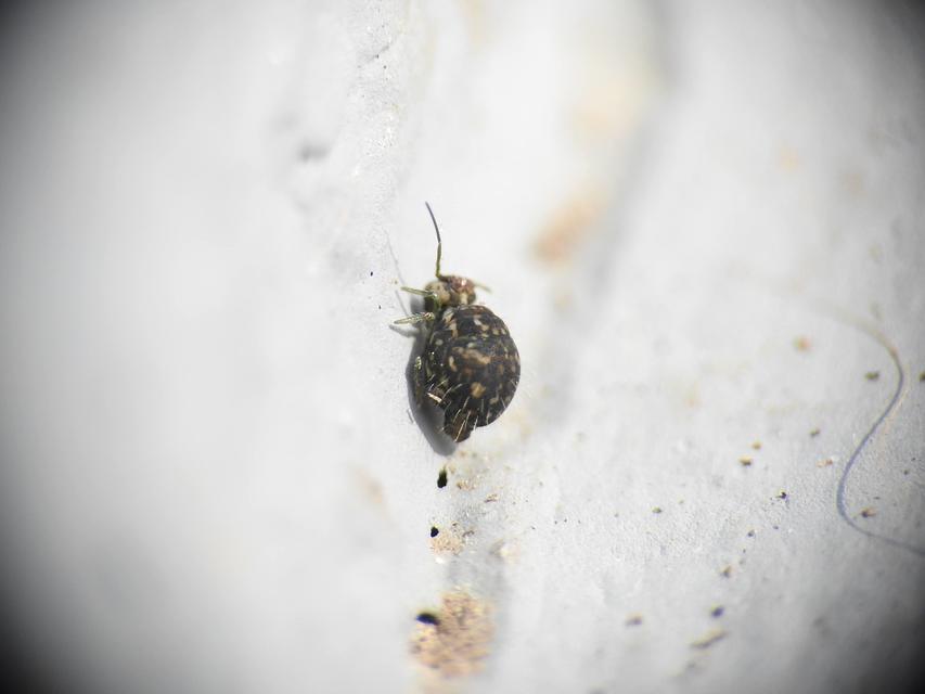 Sminthuridae