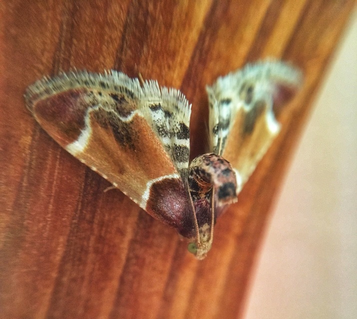 Pyralis farinalis - lisztilonca