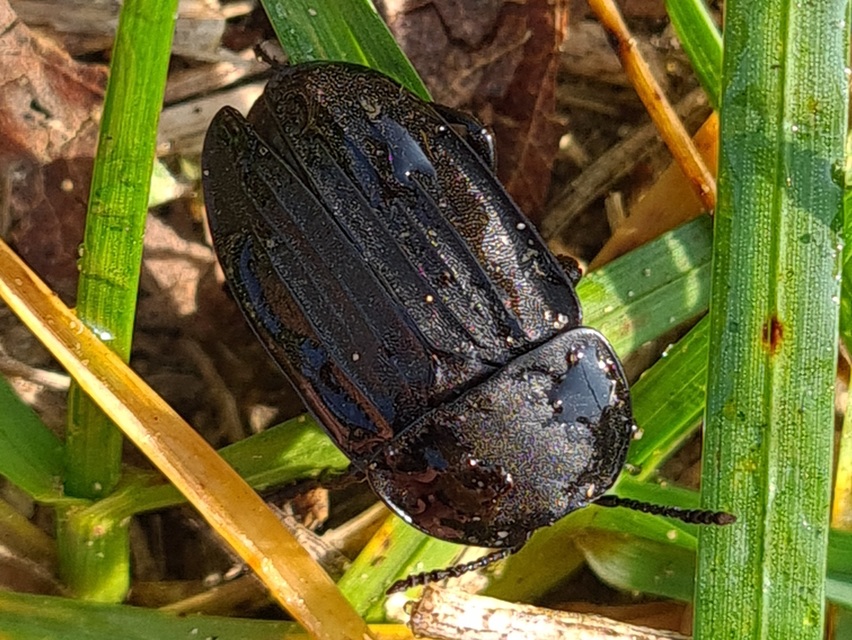 Silpha carinata - karimás dögbogár