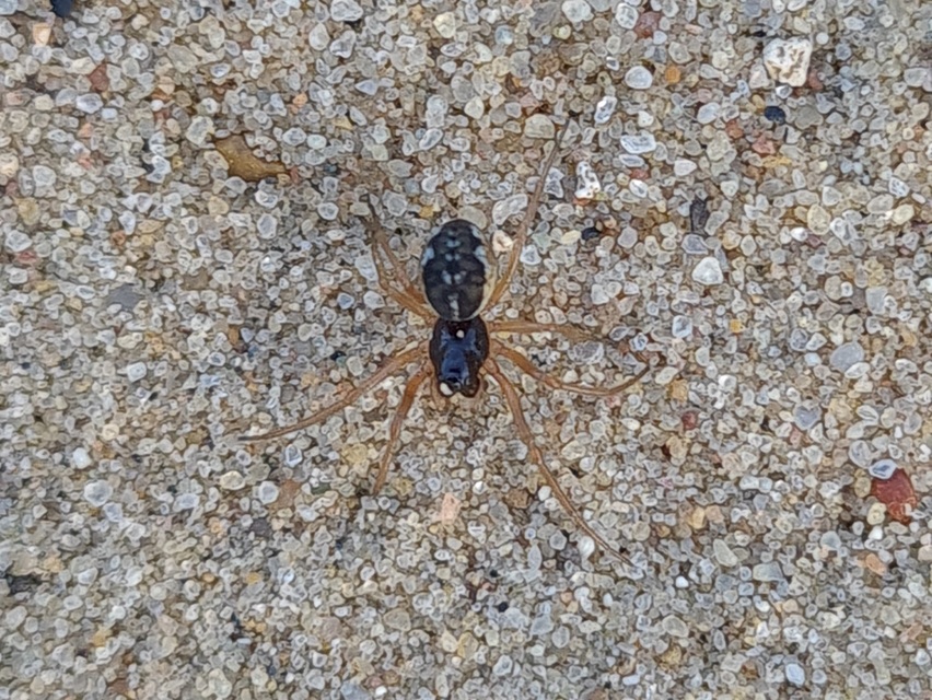 Pachygnatha degeeri