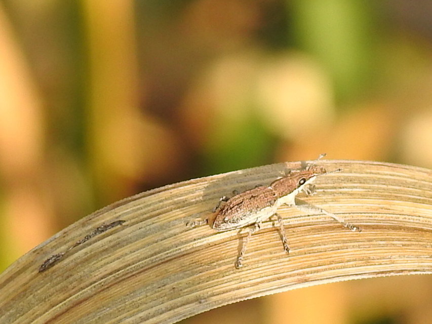 Charagmus griseus - szürke csipkézőbogár