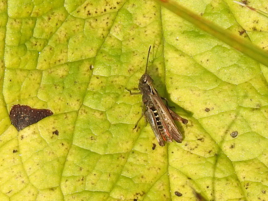 Omocestus rufipes - vöröshasú tarlósáska
