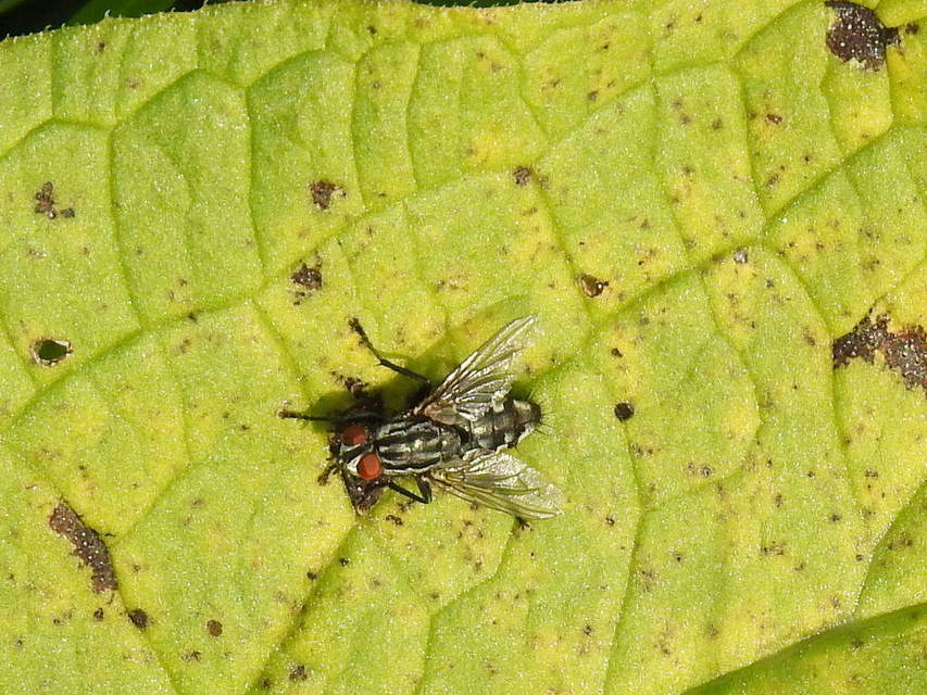 Sarcophaginae