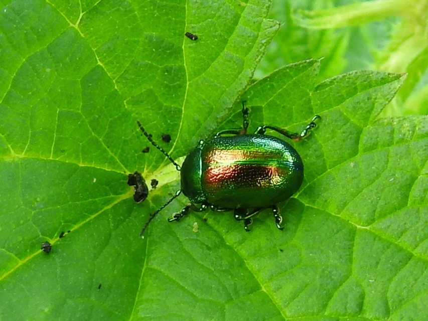 Chrysolina graminis - zöld varádicslevelész