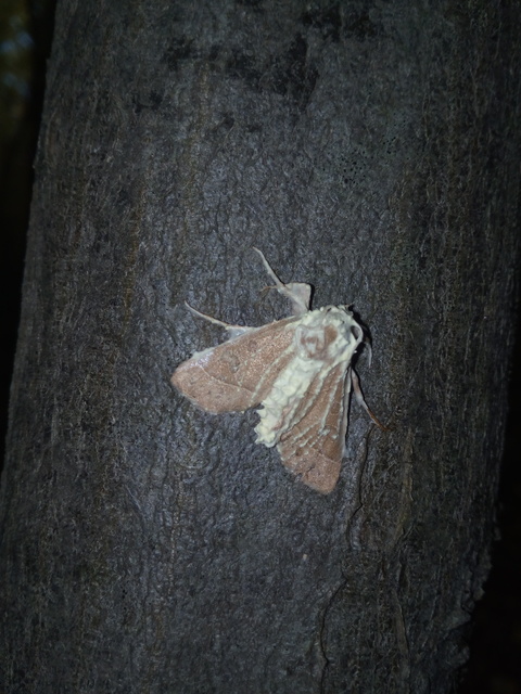 Mesogona acetosellae - madársóskabagoly