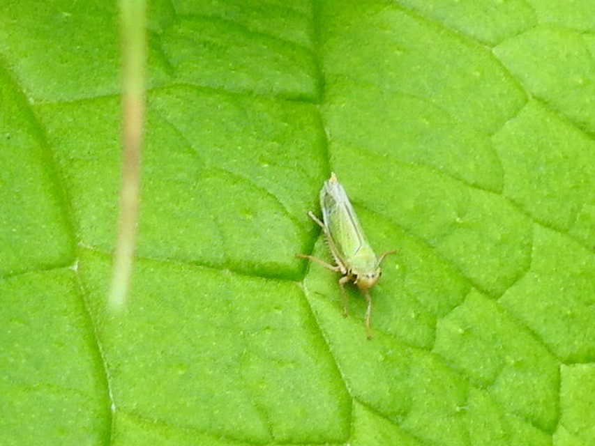 Cicadella viridis - méregzöld kabóca