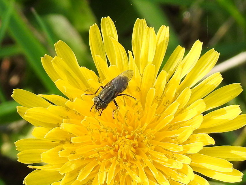 Stomorhina lunata - sáskaparazita légy
