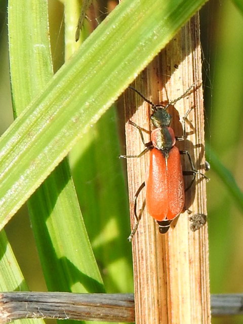 Anthocomus rufus - őszi bibircsesbogár