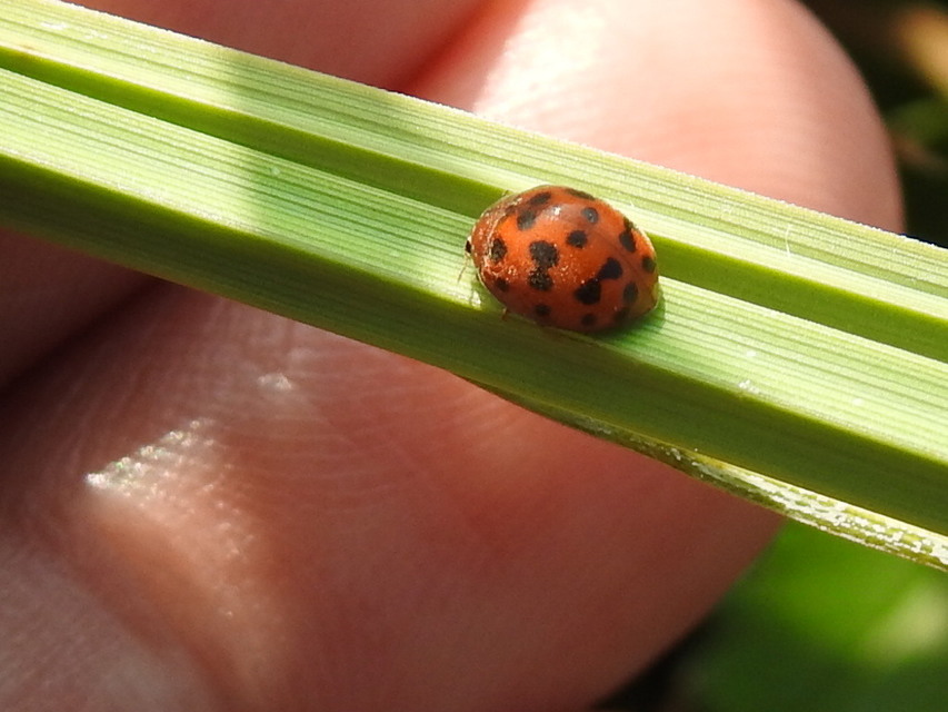 Subcoccinella vigintiquatuorpunctata - lucernaböde