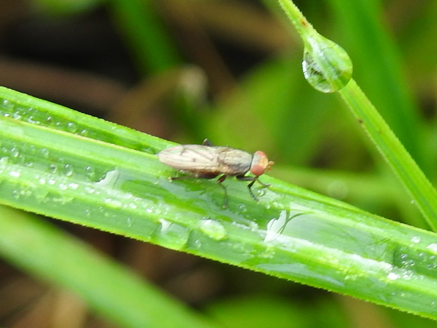 Sciomyzidae - szarvaslégyfélék