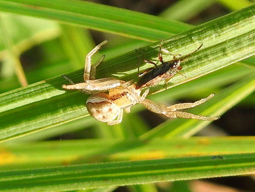 Xysticus ulmi - cserje-karolópók