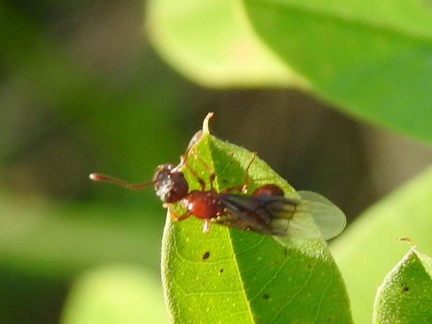 Myrmica