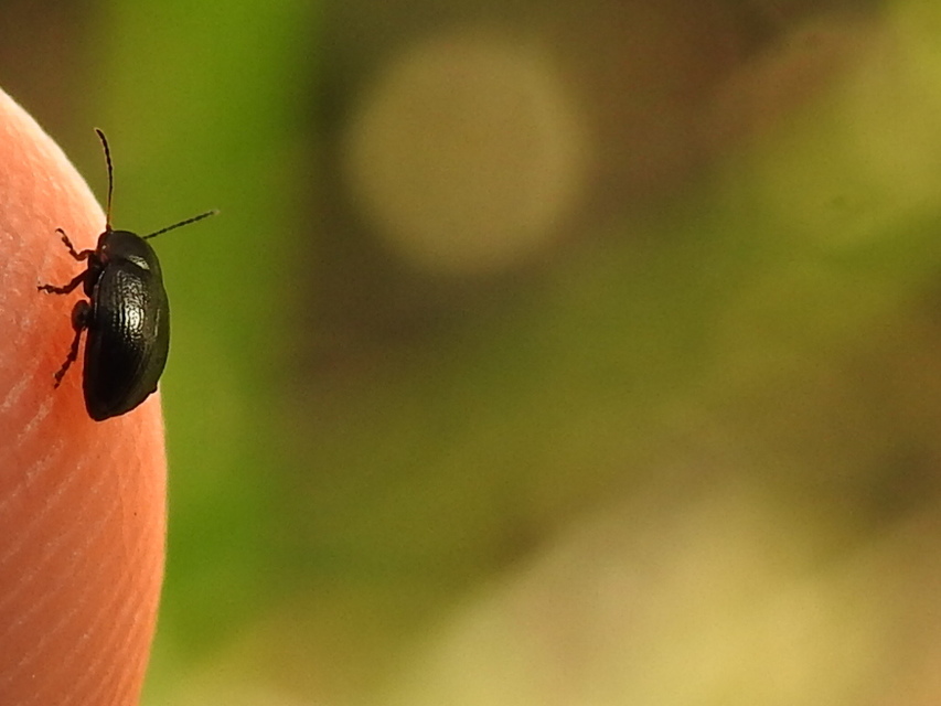 Chaetocnema Chaetocnema