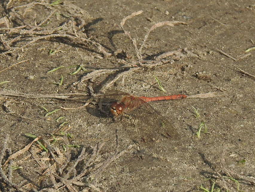 Sympetrum striolatum - harántsávos katona-szitakötő