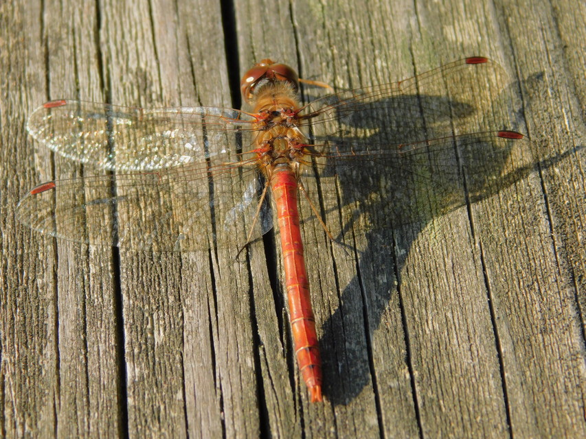 Sympetrum striolatum/vulgatum/meridionale