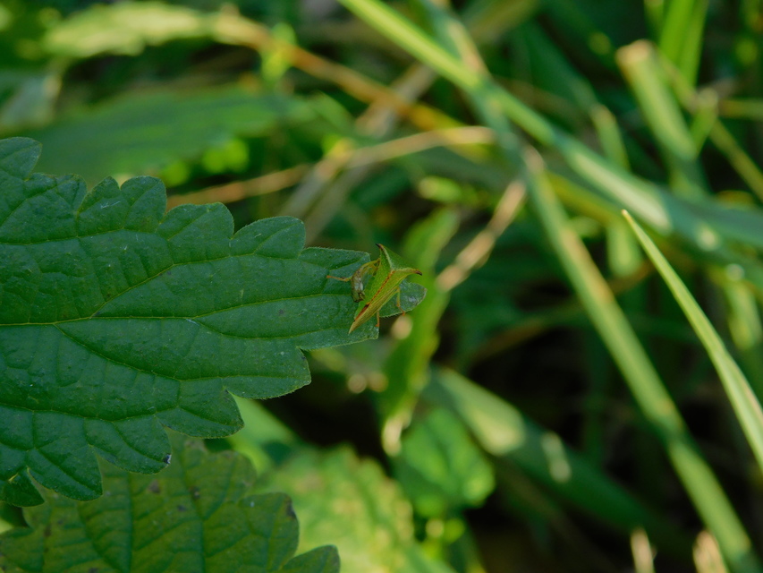 Stictocephala bisonia - bivalykabóca