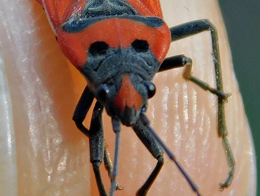 Lygaeus equestris - közönséges lovagbodobács