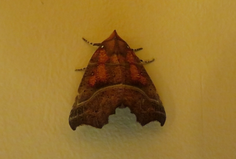 Scoliopteryx libatrix - vörös csipkésbagoly