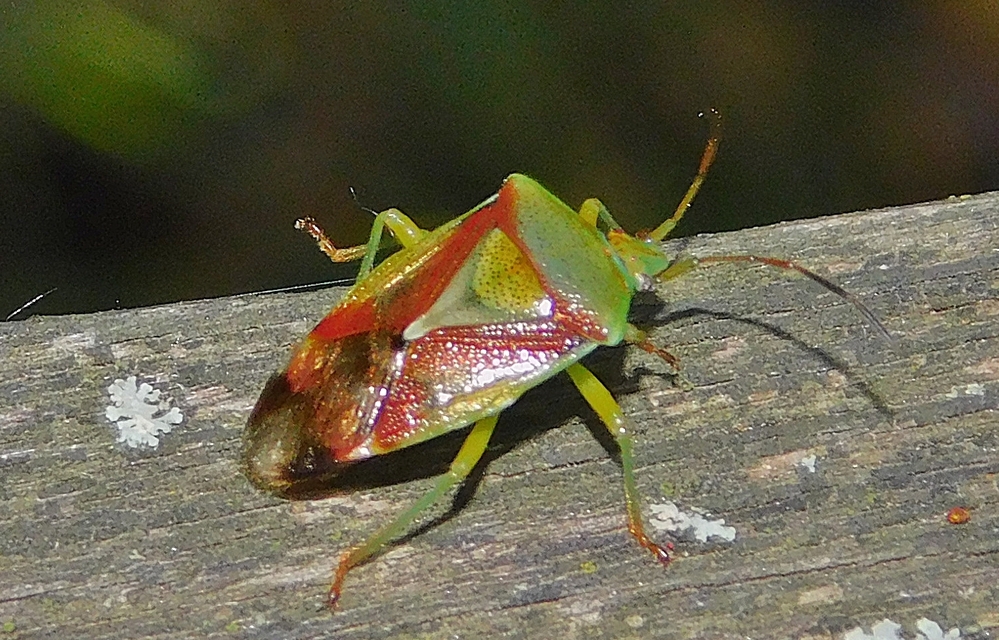 Elasmostethus Elasmostethus
