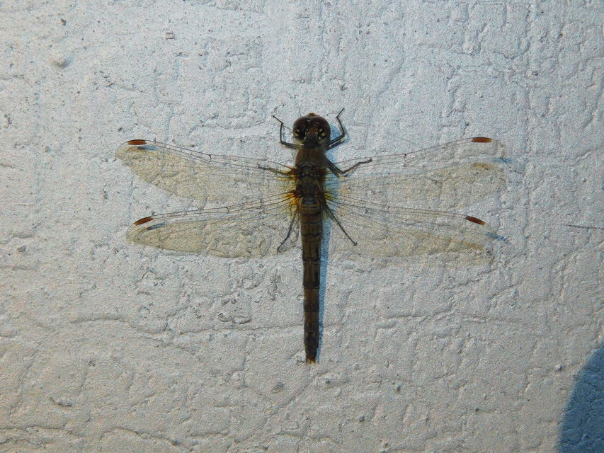 Sympetrum striolatum - harántsávos katona-szitakötő