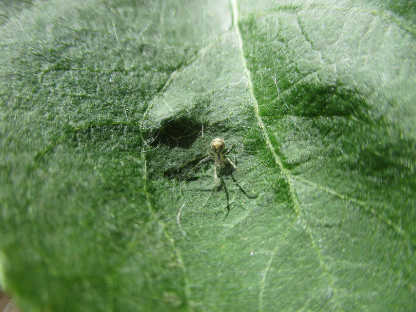 Phylloneta