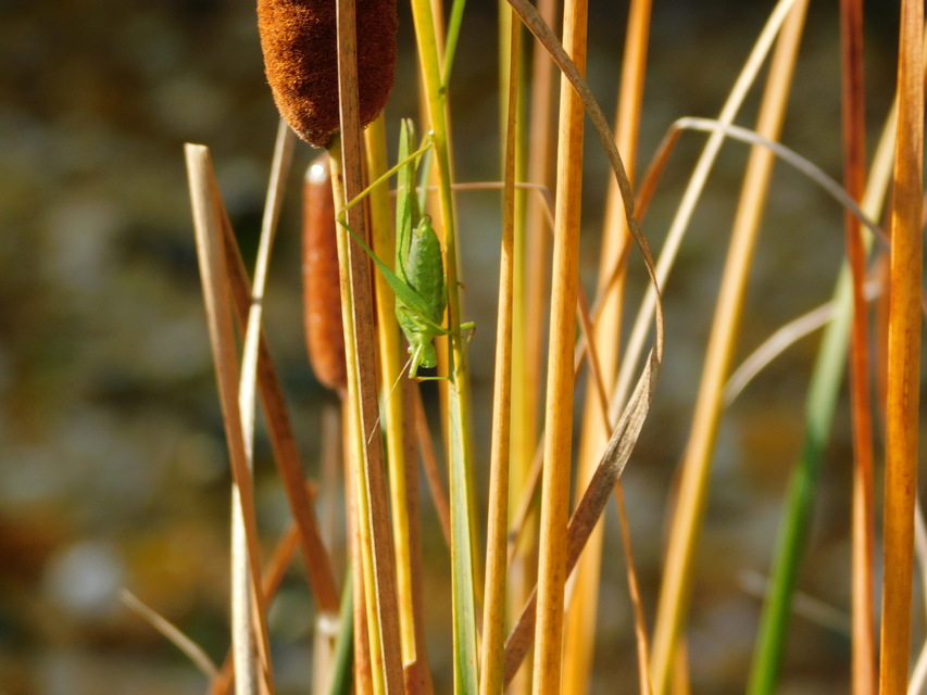 Phaneroptera nana - pontozott repülőszöcske