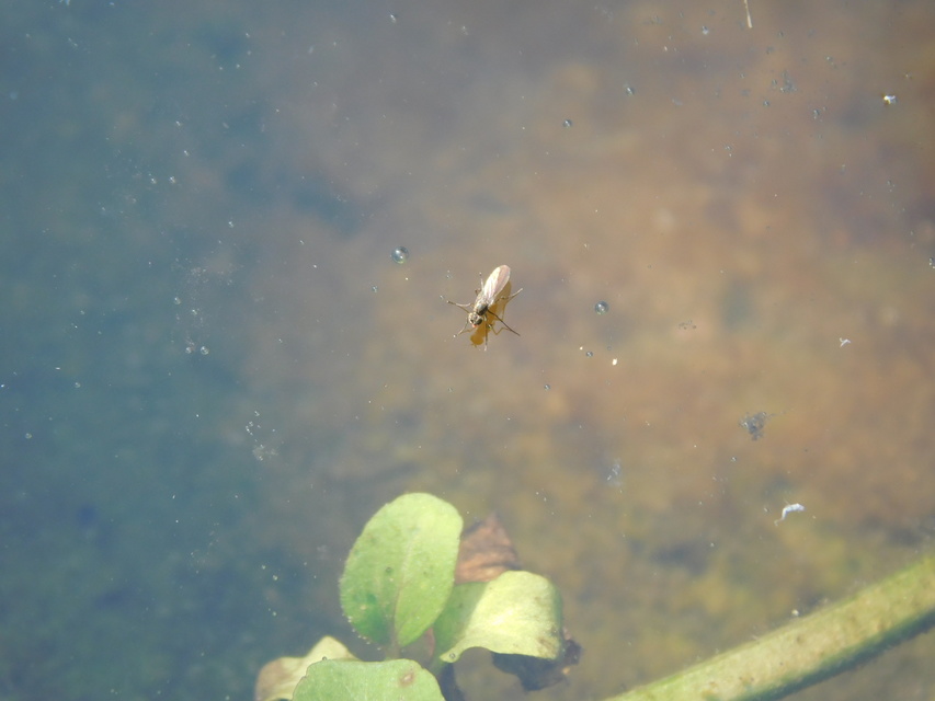 Dolichopodidae - szúnyoglábú legyek