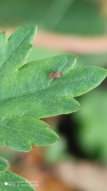 Aphididae - valódi levéltetvek