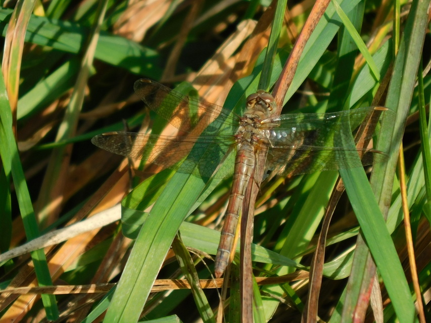 Sympetrum striolatum/vulgatum