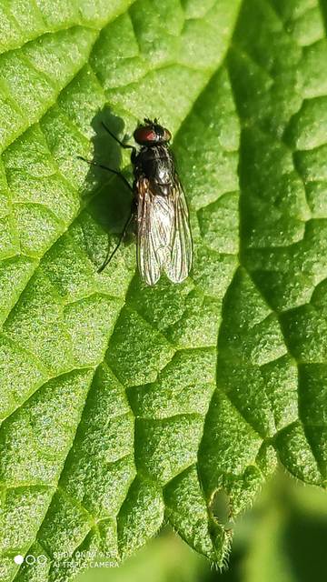 Hydrotaea