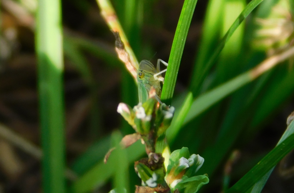 Cicadella viridis - méregzöld kabóca