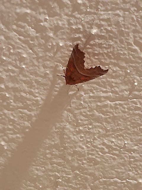 Scoliopteryx libatrix - vörös csipkésbagoly