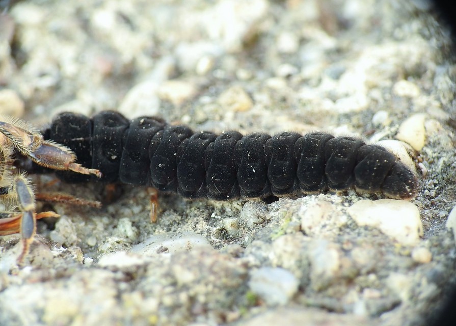 Cantharidae - lágybogárfélék