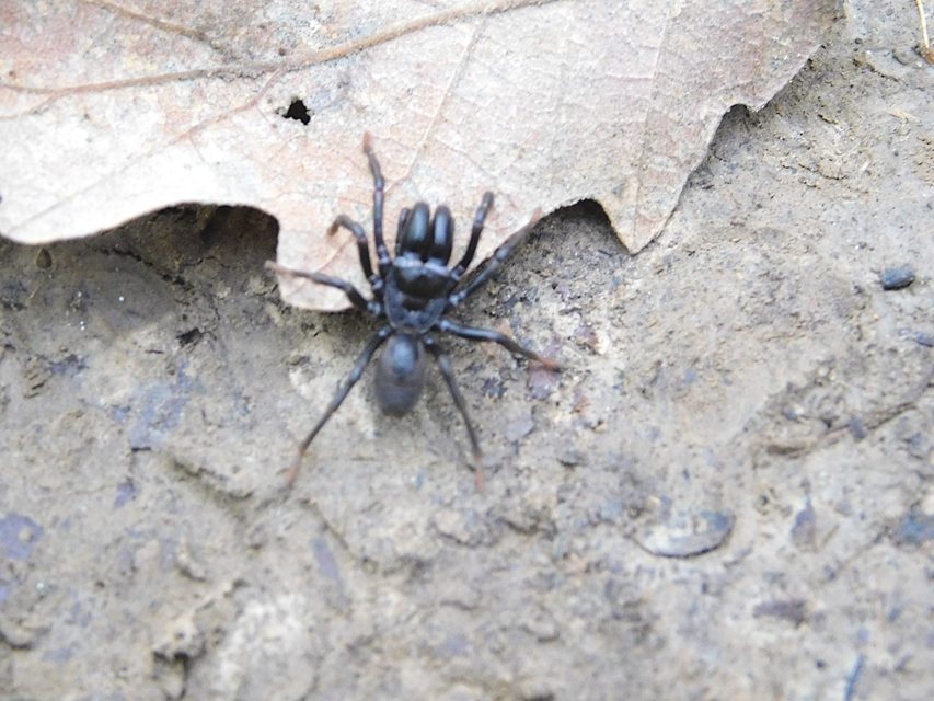 Atypus