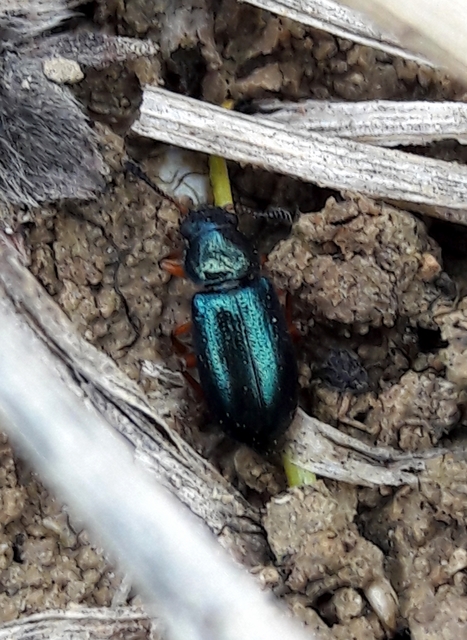 Necrobia rufipes - vöröslábú hullabogár