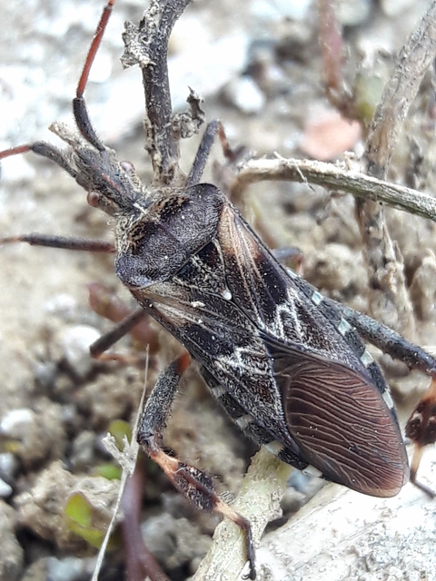 Leptoglossus occidentalis - nyugati levéllábú poloska