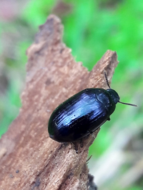 Platydema violaceum - fémkék taplóbogár