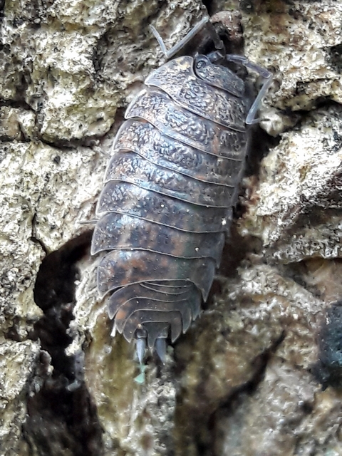 Trachelipus
