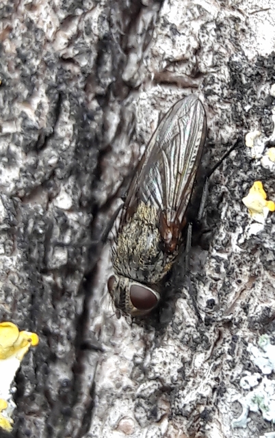 Pollenia