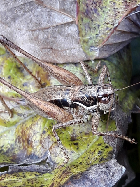 Pachytrachis gracilis - karcsú szöcske