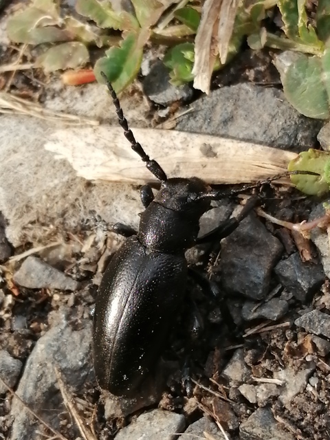Dorcadion aethiops - fekete gyalogcincér