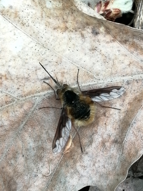 Bombylius major - szegélyes pöszörlégy