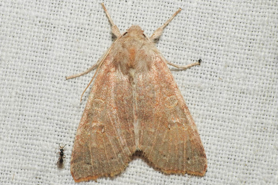 Cirrhia ocellaris - fakó sárgabagoly