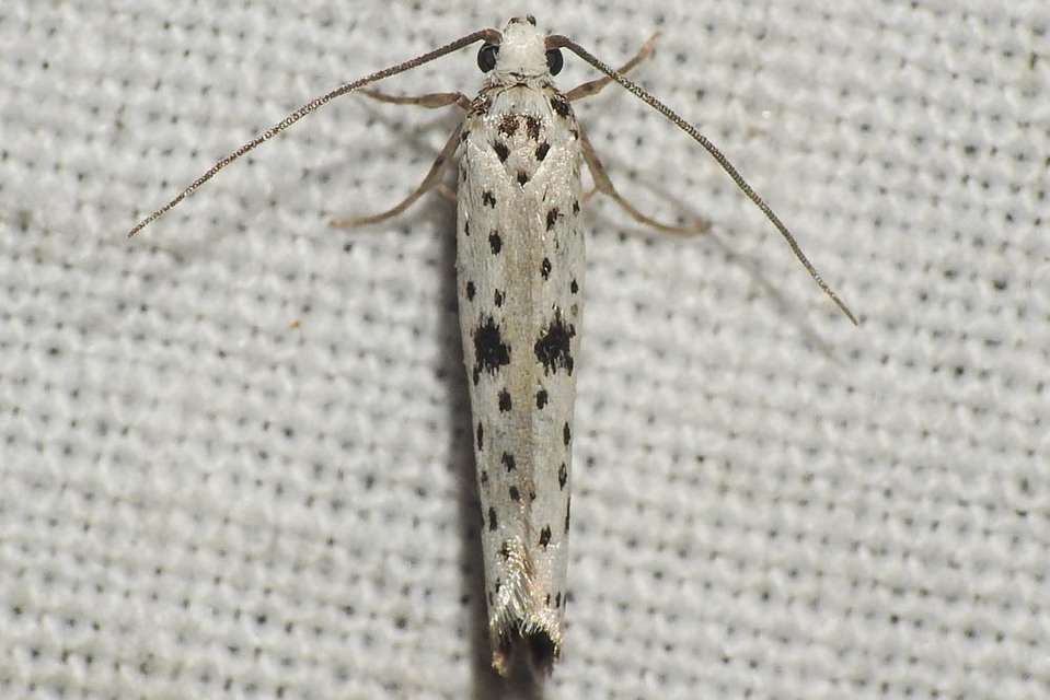 Yponomeuta plumbella - pókhálós bengemoly